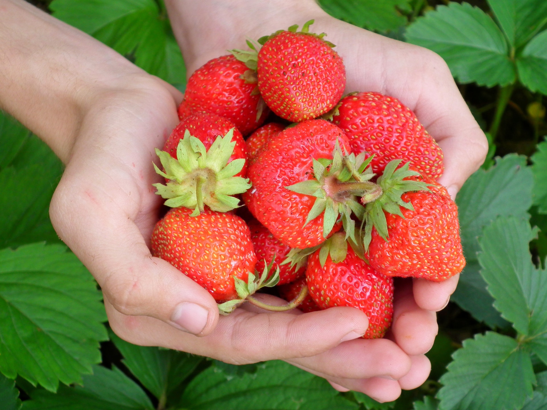berry-strawberry-hands-leaves-65271.jpeg